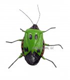 Lime Green & Black Beetle Magnet