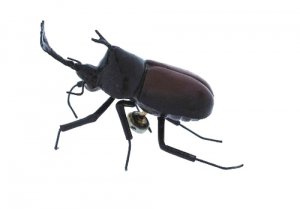 Realistic Black & Brown Beetle Magnet