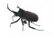 Realistic Black & Brown Beetle Magnet