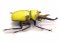 Large Yellow Horn Beetle Magnet