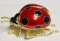 Bejeweled Large Ladybug Trinket Box